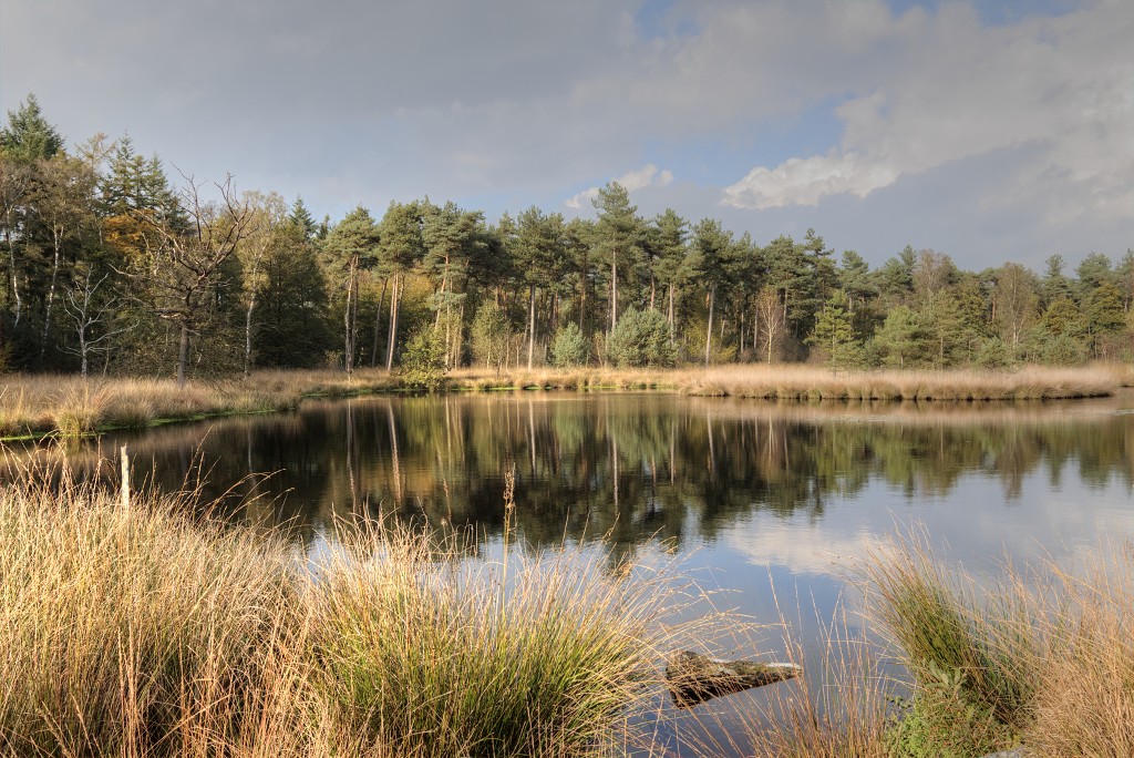 Oisterwijkse Bossen en Vennen Kampina natuurgebied natuur oisterwijk Nationaal park Landschap Het Groene Woud hei heide bossen natuurmonumenten brabant baronie boswachterij dorst